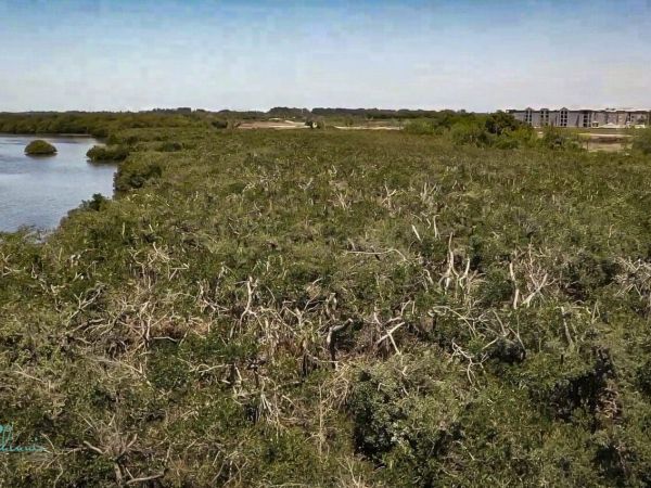 Reel Time: Mangroves &ndash; Critical habitats