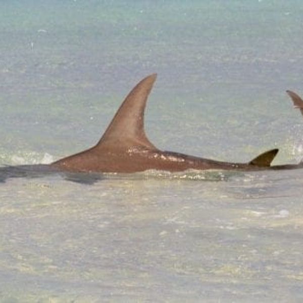 Hammerhead shark