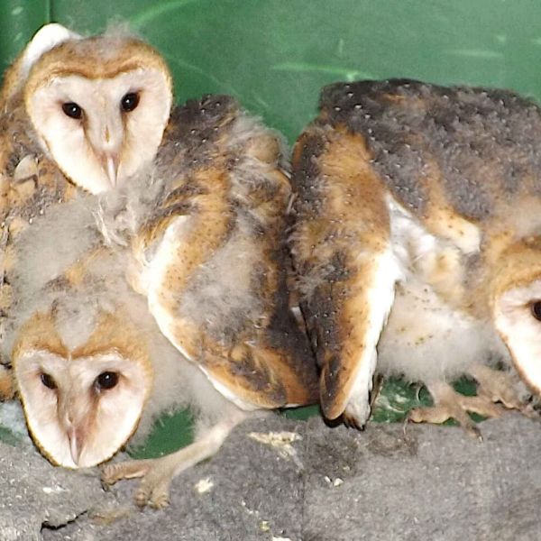 Holmes Beach assists Wildlife Inc.