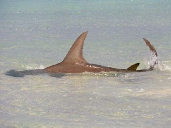 Hammerhead shark