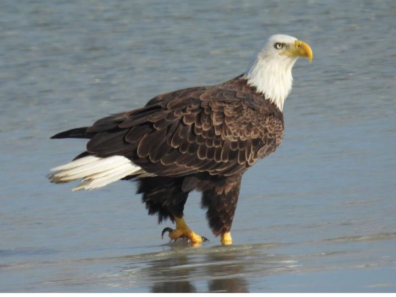 AMI Christmas Bird Count reveals some surprises