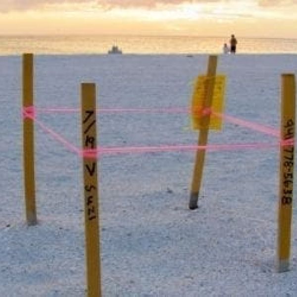 Turtle nest