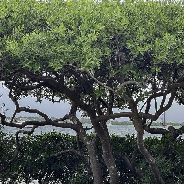 The value of mangroves