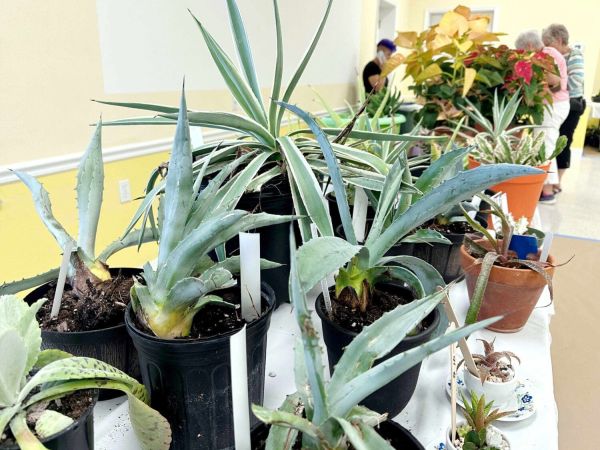 Garden Club Plant Sale draws crowd
