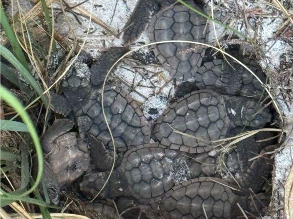 Sand dune loss may affect sea turtle nesting