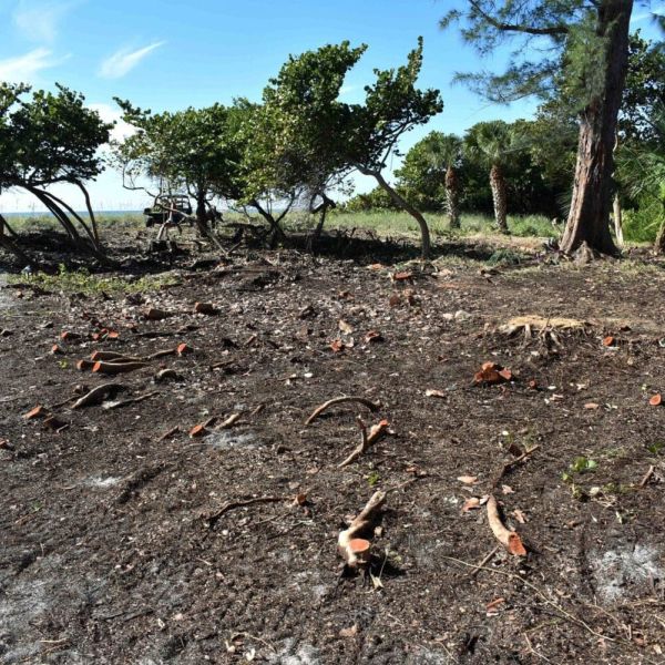 Cedar Avenue plant removals questioned and explained