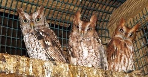 Music festival will benefit Wildlife Inc.