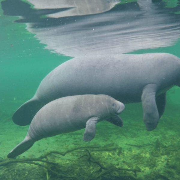 manatees