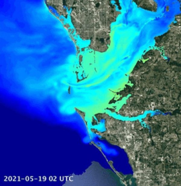 Piney Point pollution spreading, affecting dolphins