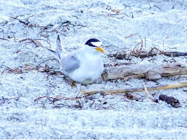 Season&rsquo;s first shorebird nest discovered