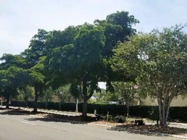 County plans tree removal in Manatee Avenue medians