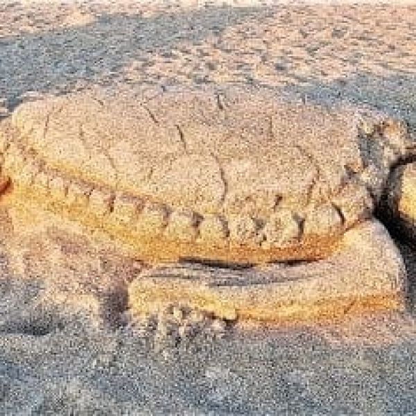 Turtle watch volunteers ready for season