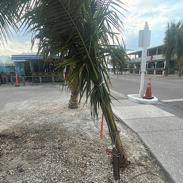 Signed palm tree agreement remains elusive