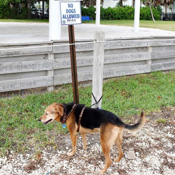 City Pier Park will soon be dog-friendly