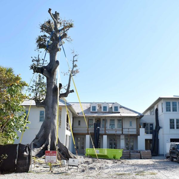 Kapok tree relocated to Anna Maria