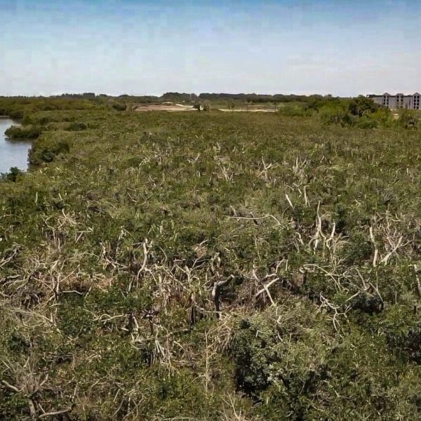 Reel Time: Mangroves &ndash; Critical habitats