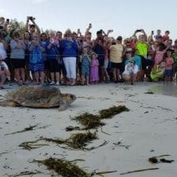 Bortie Too tagged, released