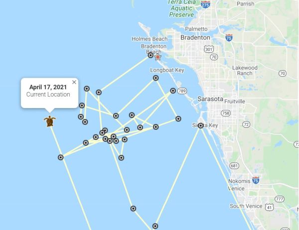 Turtle trackers predict Bortie&rsquo;s return