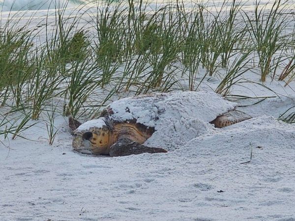 Turtle, bird nesting seasons in full swing