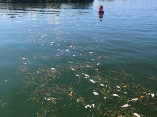 Are tourists concerned about red tide?