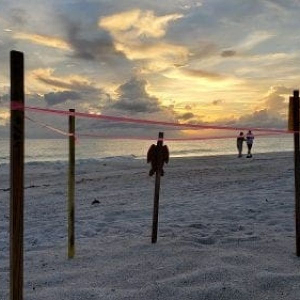 Good, bad records mark turtle season