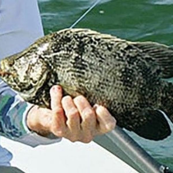 Tripletail