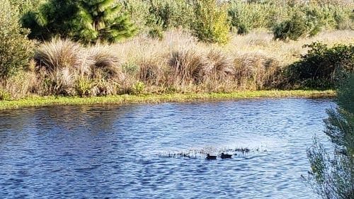 Hunters sound off on duck season