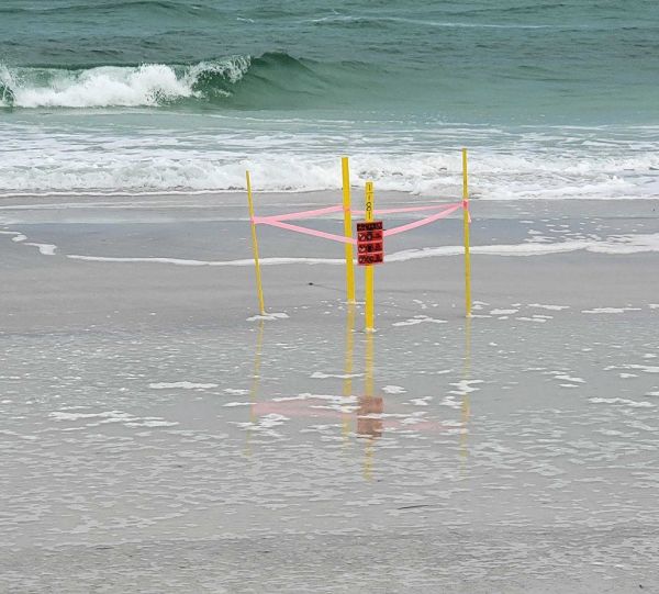 Turtle season slows to a crawl