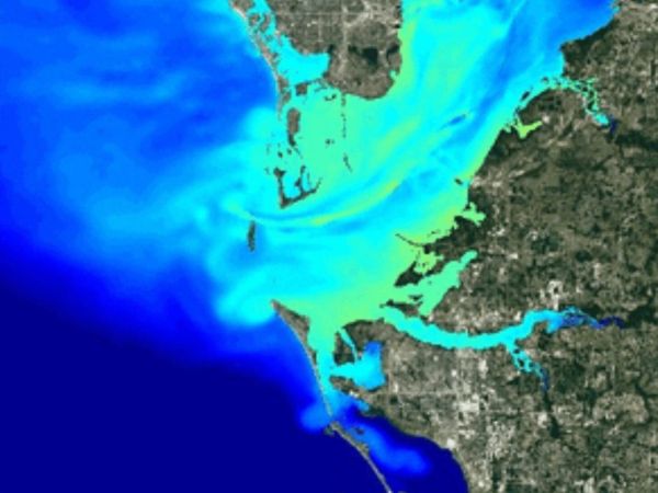 Piney Point pollution spreading, affecting dolphins