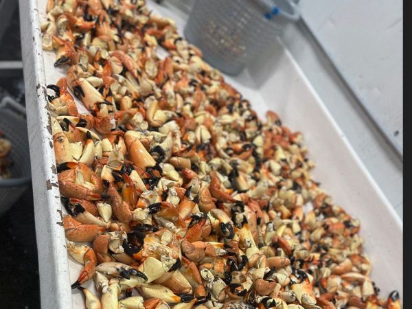 Stone Crab Festival a cracking good time