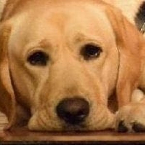 Southeastern Guide Dogs Issac