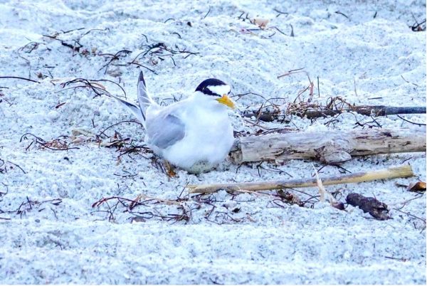 Season&rsquo;s first shorebird nest discovered