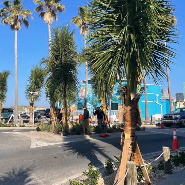 Palm tree landscaper awaiting payment from city