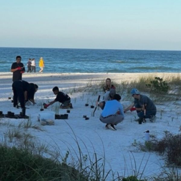 Volunteers replace sea oats