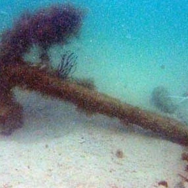 Narcissus anchor