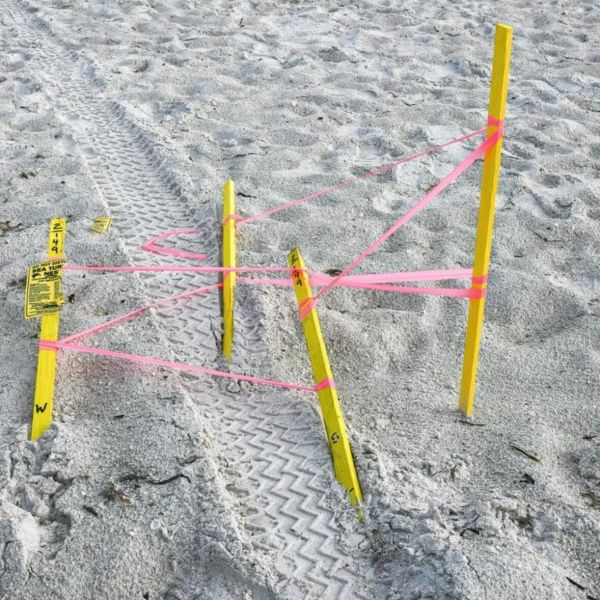 Turtle nests run over on AMI beaches