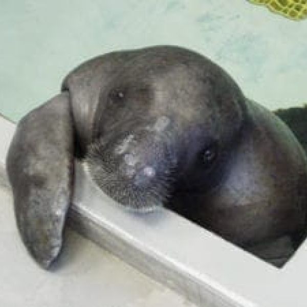 Snooty