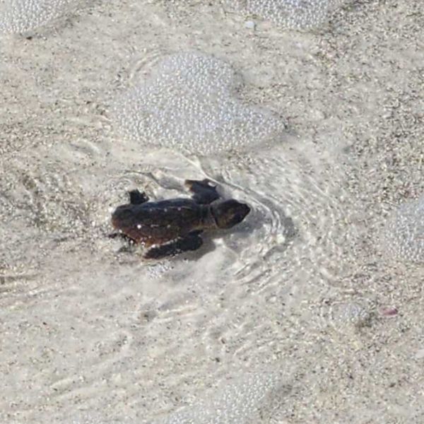 Turtle Watch completes post-storm assessment