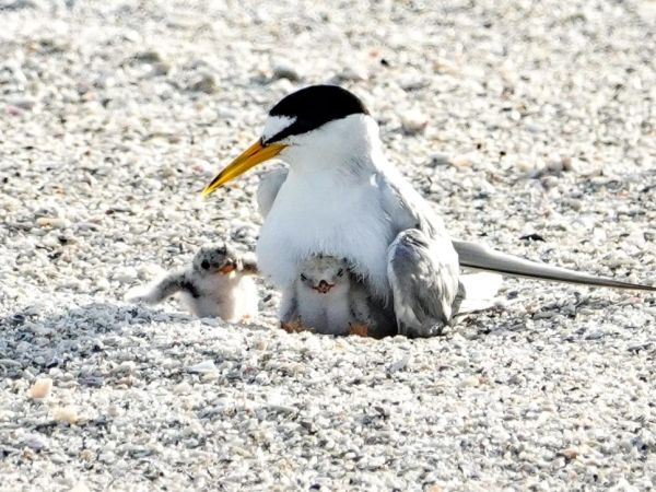 Least tern chicks hatch in Bradenton Beach