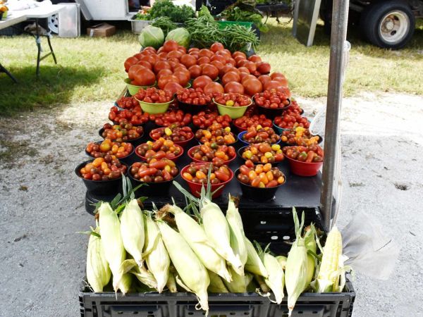 Anna Maria farmers market returns