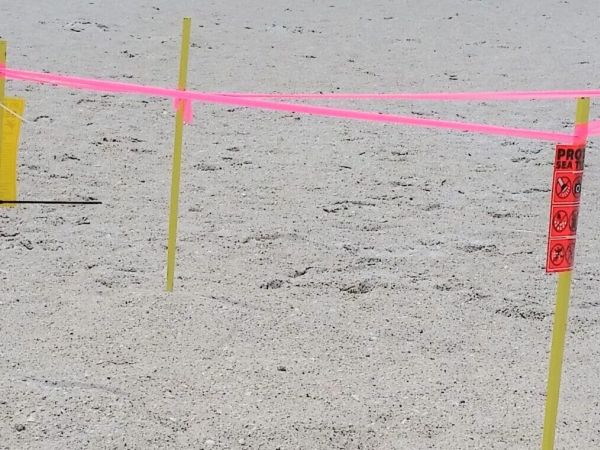 Holiday beachgoers disturb turtle nests