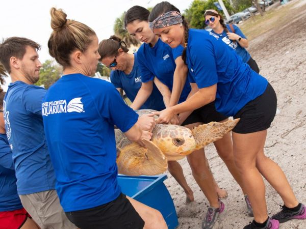 Loggerheads released after recovering from red tide