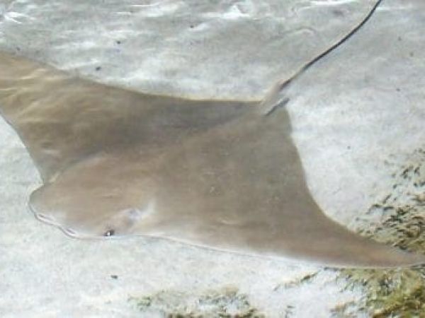 LifeLines: Stingray shuffle