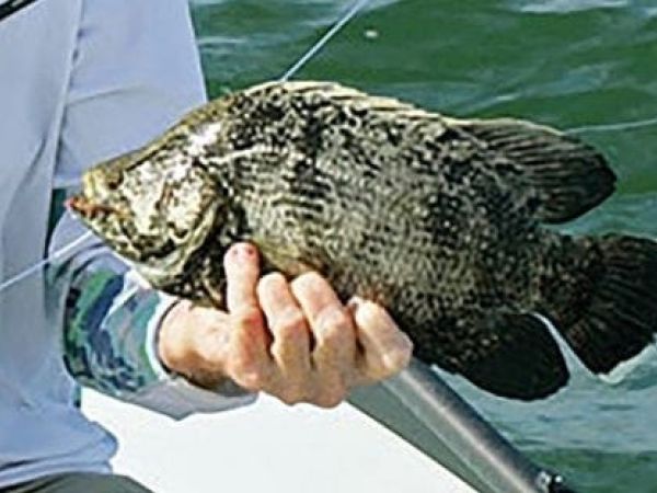 Tripletail