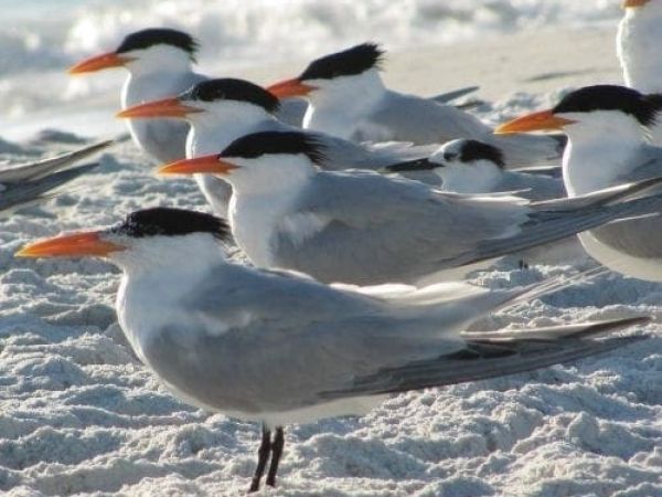 Royal terns