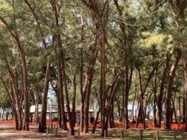 County&rsquo;s plan to remove Coquina Beach trees meets opposition