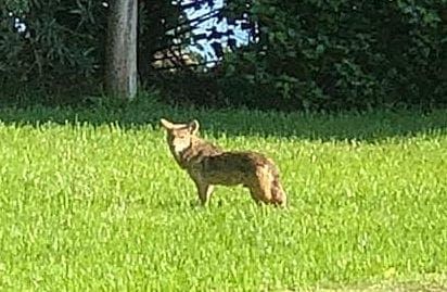 Holmes Beach Coyote