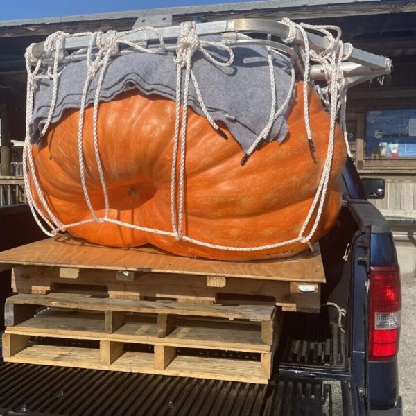Cortezian breaks state record with backyard pumpkin