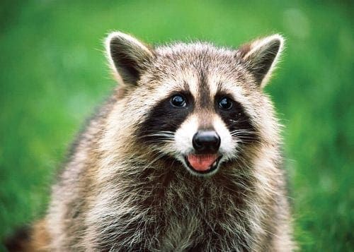 raccoon