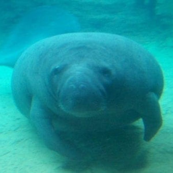 Manatee